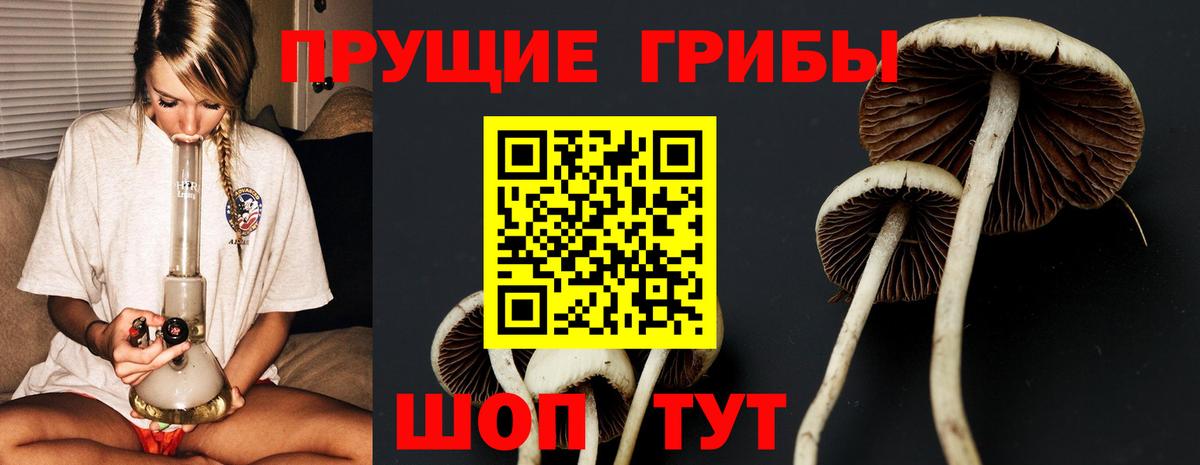 где продают   Псилоцибиновые грибы Cubensis  Вход с VPN  Кондопога  Псилоцибиновые грибы прущие грибы 